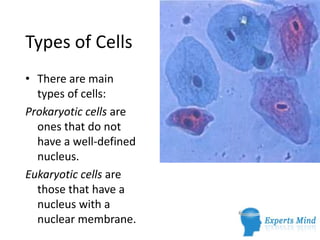 Types of Cells
• There are main
  types of cells:
Prokaryotic cells are
  ones that do not
  have a well-defined
  nucleus.
Eukaryotic cells are
  those that have a
  nucleus with a
  nuclear membrane.
 