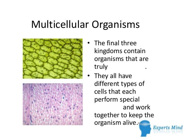 Name two multicellular organisms