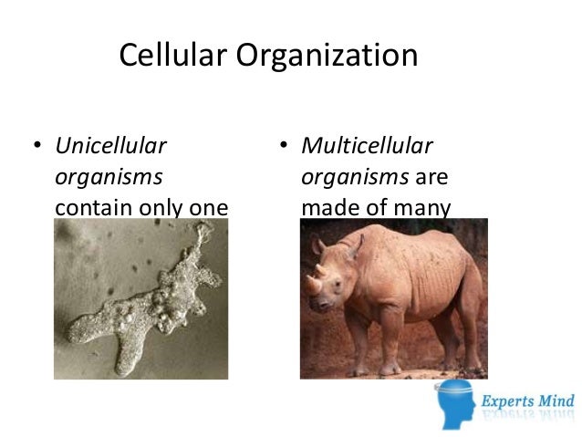Types of cells