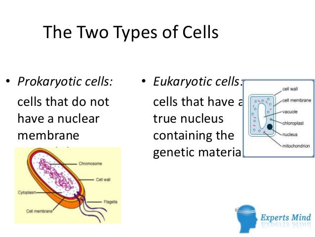 Types of cells