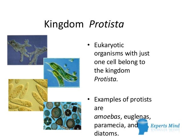 protist examples