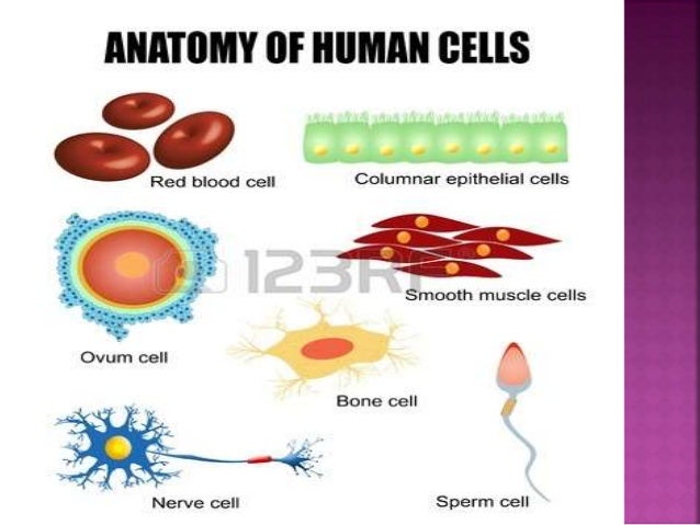 types of cells