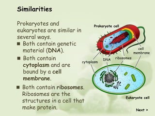 Prokaryote cell
Eukaryote cell
Next >
 Both contain
cytoplasm and are
bound by a cell
membrane.
Similarities
 Both contain ribosomes.
Ribosomes are the
structures in a cell that
make protein.
 Both contain genetic
material (DNA).
Prokaryotes and
eukaryotes are similar in
several ways.
DNA ribosomes
cytoplasm
cell
membrane
 