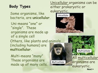 Unicellular
Multicellular
Multicellular
Others, like plants and animals
(including humans) are
multicellular.
Uni-means “one” or
“single”. These
organisms are made up
of a single cell
Multi-means “many”
These organisms are
made up of many cells.
Some organisms, like
bacteria, are unicellular.
Next >
Body Types
Unicellular organisms can be
either prokaryotic or
eukaryotic.
All multicellular
organisms are
eukaryotic.
 