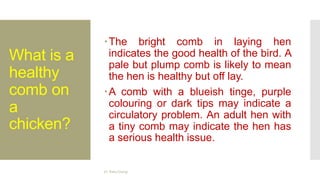 Types of chicken combs.pptx
