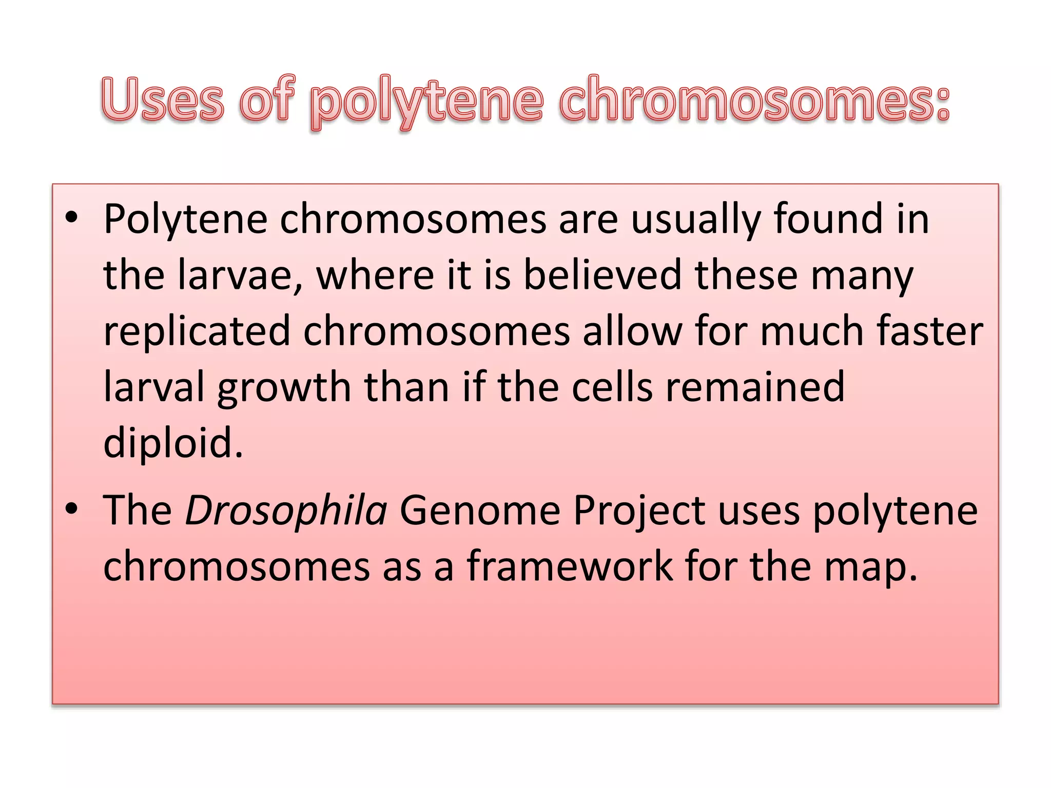 • Polytene chromosomes are usually found in
the larvae, where it is believed these many
replicated chromosomes allow for much faster
larval growth than if the cells remained
diploid.
• The Drosophila Genome Project uses polytene
chromosomes as a framework for the map.
 