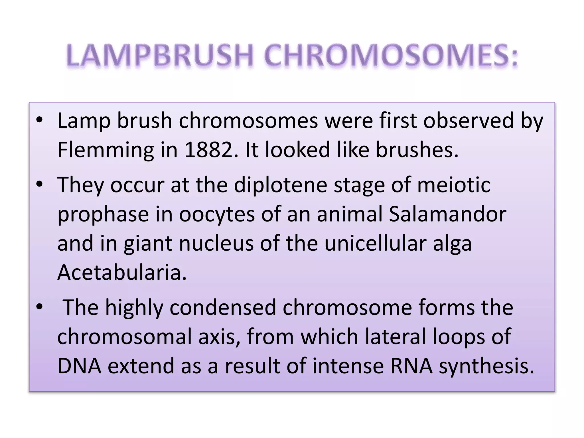 • Lamp brush chromosomes were first observed by
Flemming in 1882. It looked like brushes.
• They occur at the diplotene stage of meiotic
prophase in oocytes of an animal Salamandor
and in giant nucleus of the unicellular alga
Acetabularia.
• The highly condensed chromosome forms the
chromosomal axis, from which lateral loops of
DNA extend as a result of intense RNA synthesis.
 