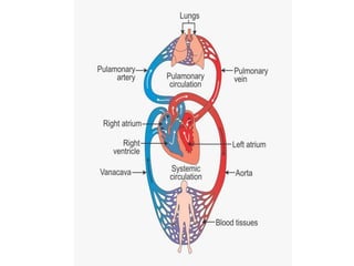 Types of circulation | PPT