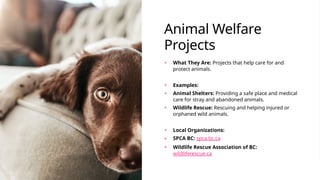 Animal Welfare
Projects
+ What They Are: Projects that help care for and
protect animals.
+ Examples:
+ Animal Shelters: Providing a safe place and medical
care for stray and abandoned animals.
+ Wildlife Rescue: Rescuing and helping injured or
orphaned wild animals.
+ Local Organizations:
+ SPCA BC: spca.bc.ca
+ Wildlife Rescue Association of BC:
wildliferescue.ca
 