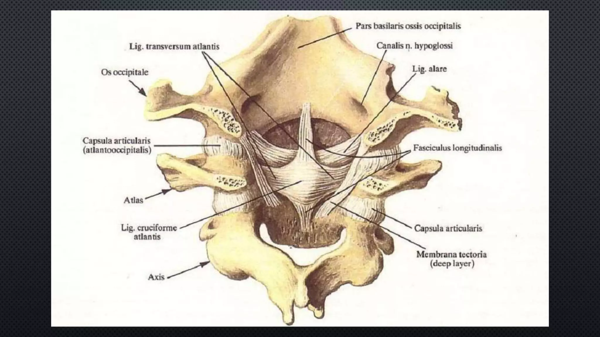 Types of connections in human 