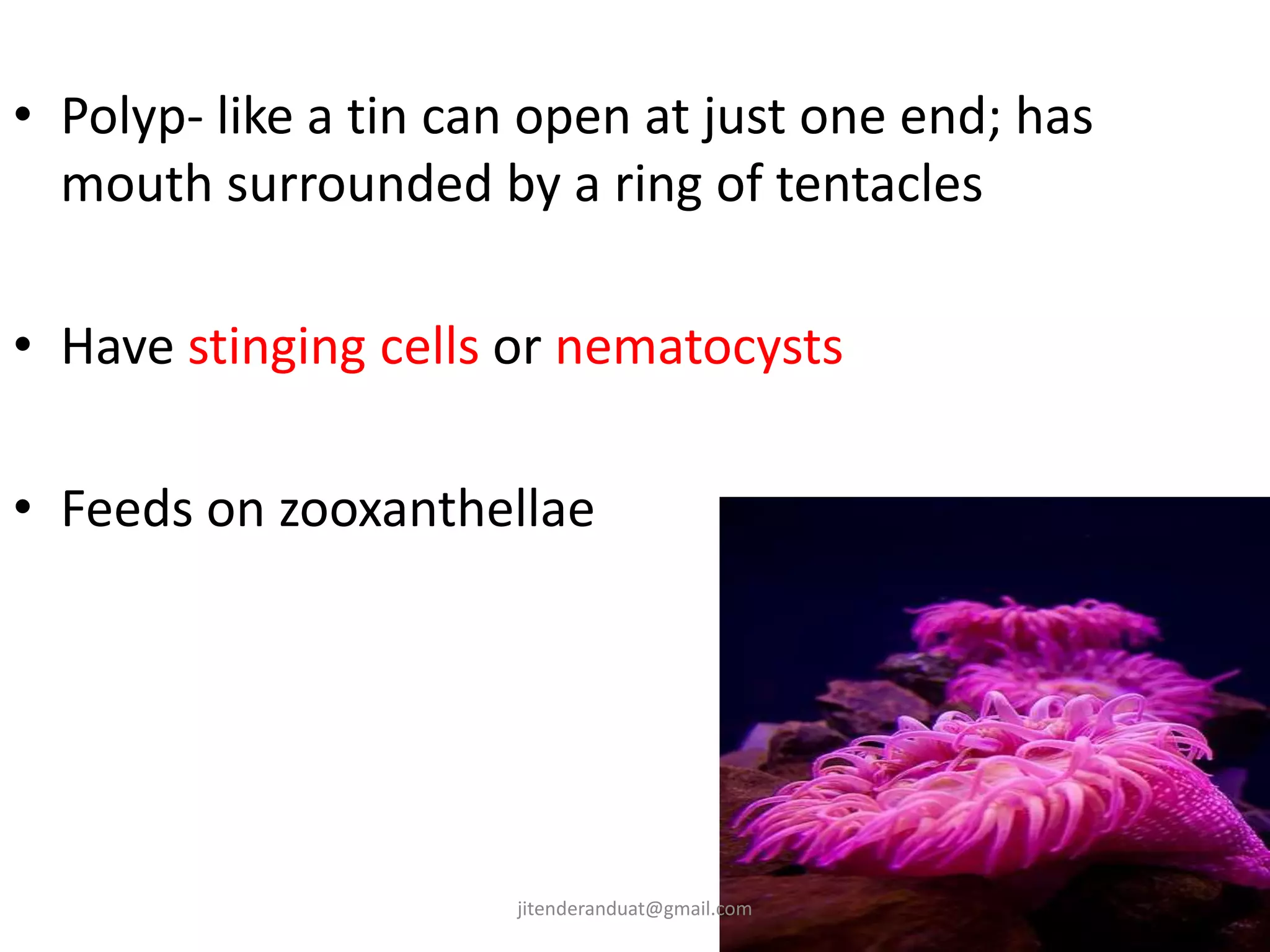 • Polyp- like a tin can open at just one end; has
mouth surrounded by a ring of tentacles
• Have stinging cells or nematocysts
• Feeds on zooxanthellae
jitenderanduat@gmail.com
 