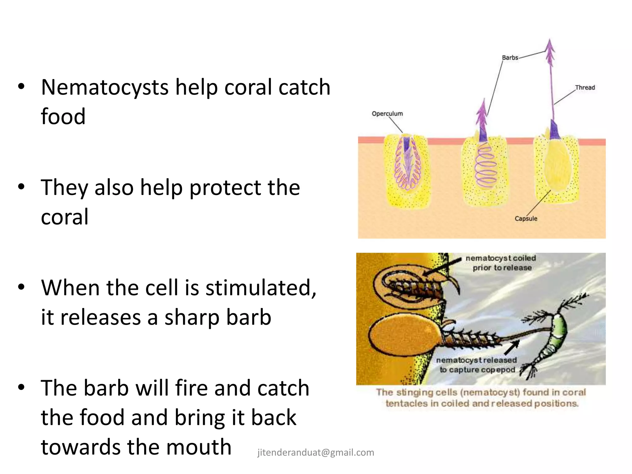 • Nematocysts help coral catch
food
• They also help protect the
coral
• When the cell is stimulated,
it releases a sharp barb
• The barb will fire and catch
the food and bring it back
towards the mouth jitenderanduat@gmail.com
 