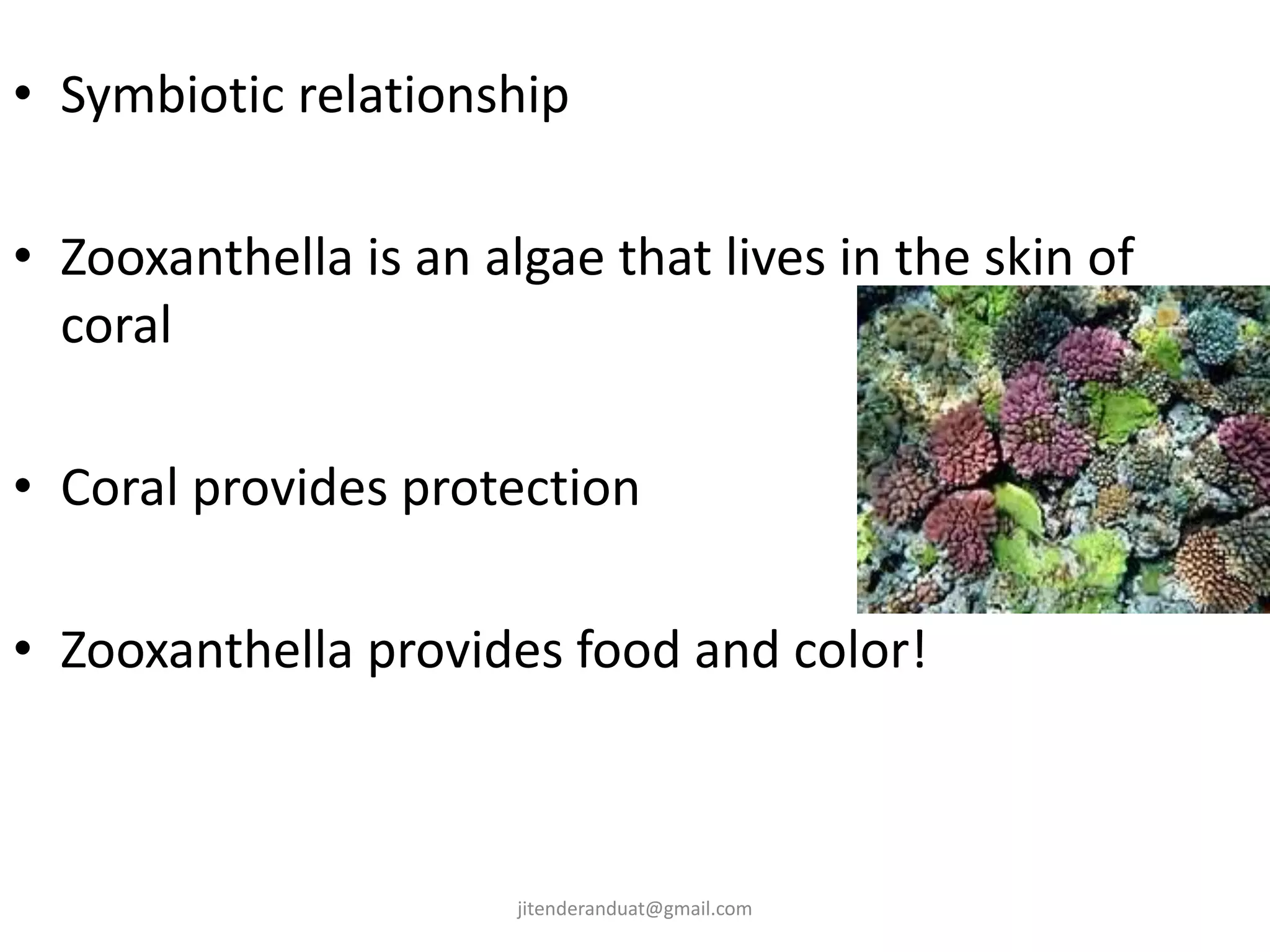 • Symbiotic relationship
• Zooxanthella is an algae that lives in the skin of
coral
• Coral provides protection
• Zooxanthella provides food and color!
jitenderanduat@gmail.com
 