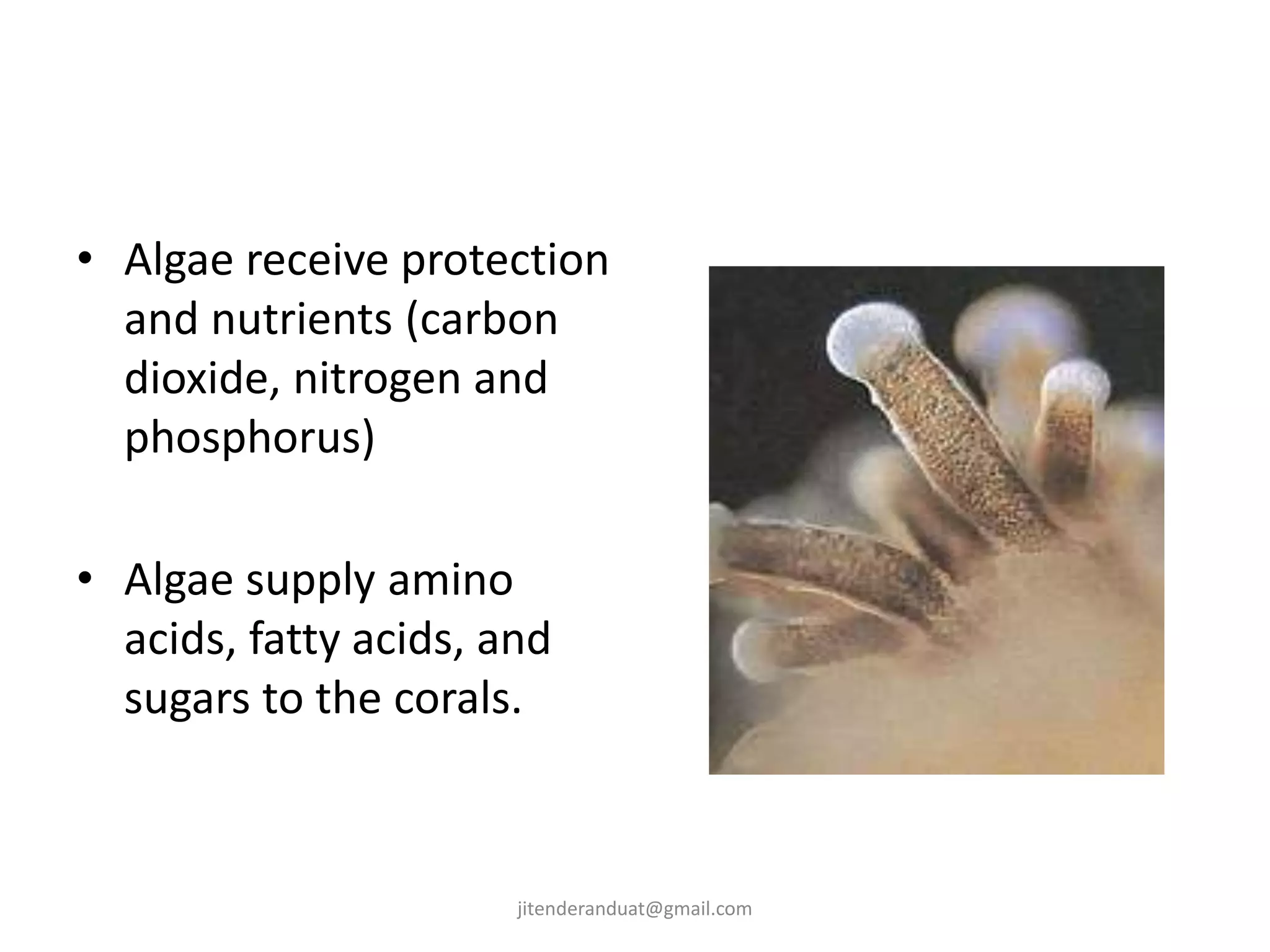 • Algae receive protection
and nutrients (carbon
dioxide, nitrogen and
phosphorus)
• Algae supply amino
acids, fatty acids, and
sugars to the corals.
jitenderanduat@gmail.com
 