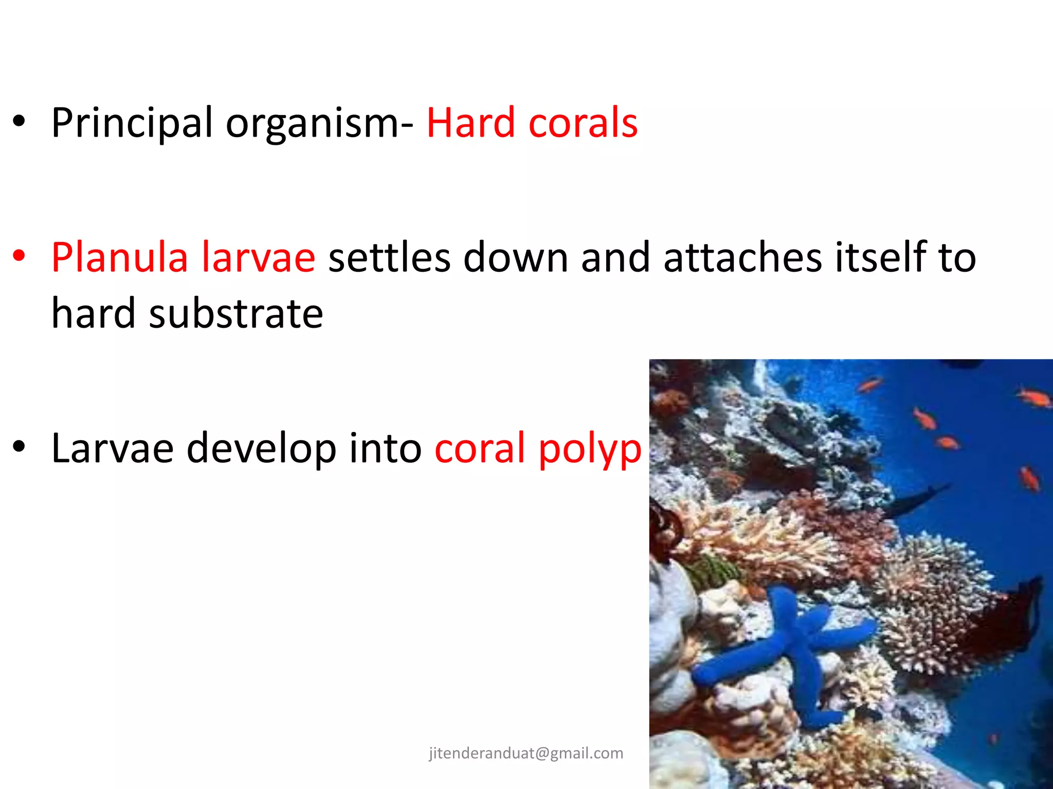 • Principal organism- Hard corals
• Planula larvae settles down and attaches itself to
hard substrate
• Larvae develop into coral polyp
jitenderanduat@gmail.com
 