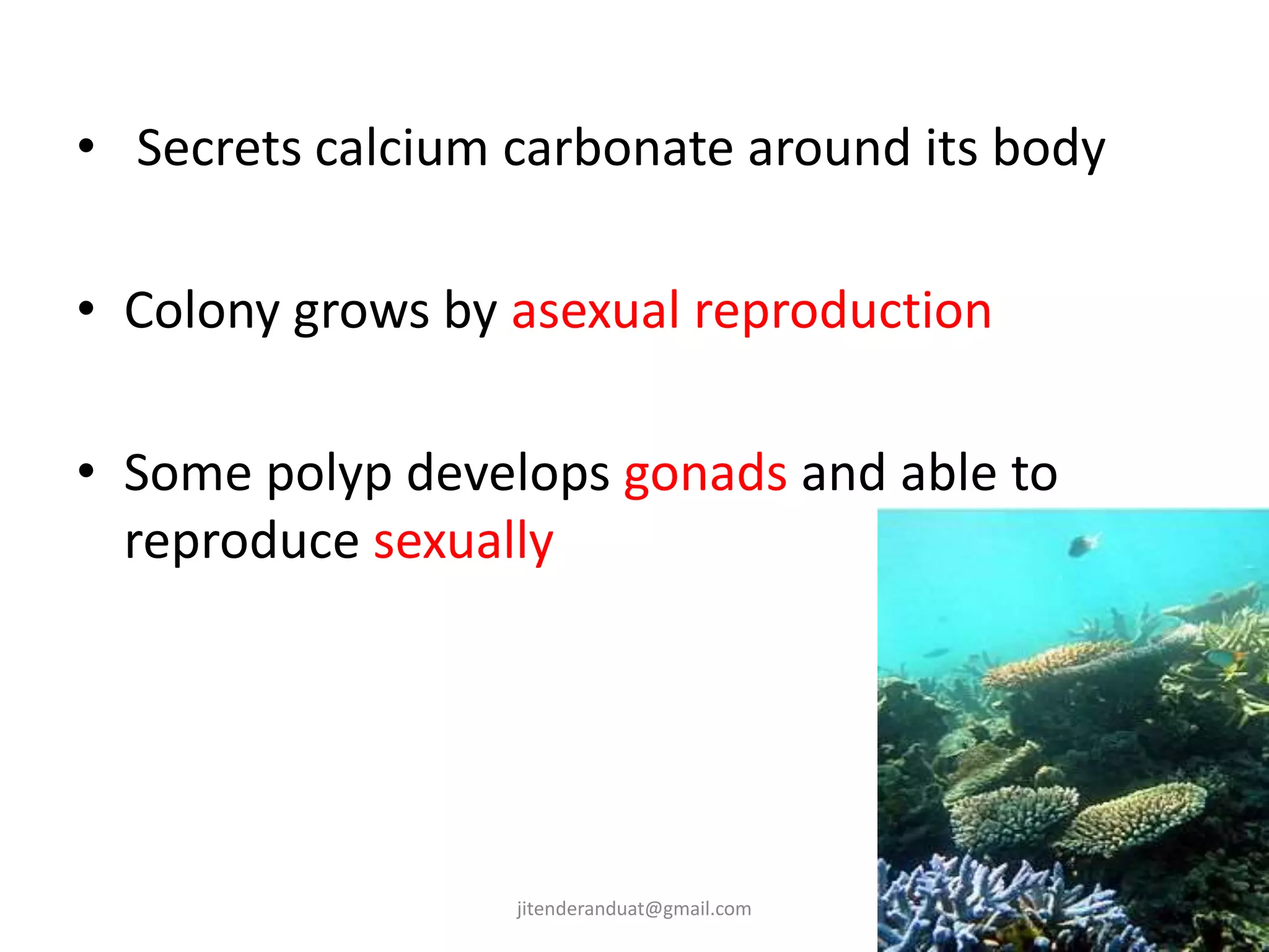 • Secrets calcium carbonate around its body
• Colony grows by asexual reproduction
• Some polyp develops gonads and able to
reproduce sexually
jitenderanduat@gmail.com
 