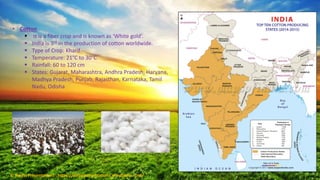 • Cotton
 It is a fiber crop and is known as ‘White gold’.
 India is 3rd in the production of cotton worldwide.
 Type of Crop: Kharif
 Temperature: 21°C to 30°C
 Rainfall: 60 to 120 cm
 States: Gujarat, Maharashtra, Andhra Pradesh, Haryana,
Madhya Pradesh, Punjab, Rajasthan, Karnataka, Tamil
Nadu, Odisha
© Aviyal Presentations : https://aviyalpresentations.wordpress.com/
 