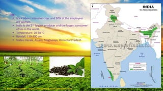 • Tea
 It’s a labour intensive crop and 50% of the employees
are women.
 India is the 2nd largest producer and the largest consumer
of tea in the world.
 Temperature: 20-30 °C
 Rainfall: 150-300 cm
 States: Kerala, Assam, Meghalaya, Himachal Pradesh
© Aviyal Presentations : https://aviyalpresentations.wordpress.com/
 