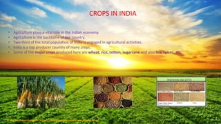 CROPS IN INDIA
• Agriculture plays a vital role in the Indian economy.
• Agriculture is the backbone of our country.
• Two-third of the total population of India is engaged in agricultural activities.
• India is a top producer country of many crops.
• Some of the major crops produced here are wheat, rice, cotton, sugarcane and also tea, spices, etc.
© Aviyal Presentations : https://aviyalpresentations.wordpress.com/
 