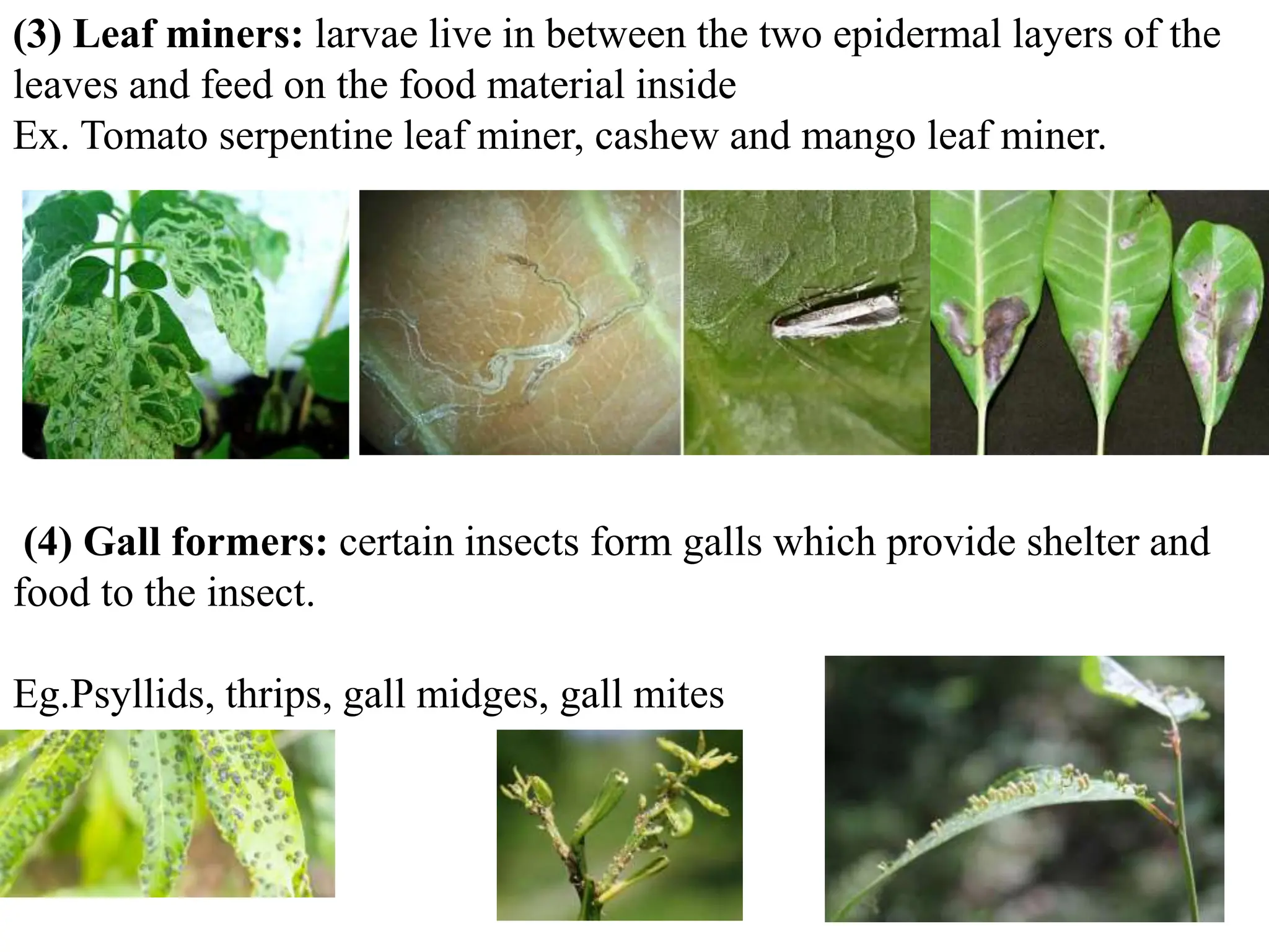 Types of Insect Pest damage in Agri or Horti crops.pptx
