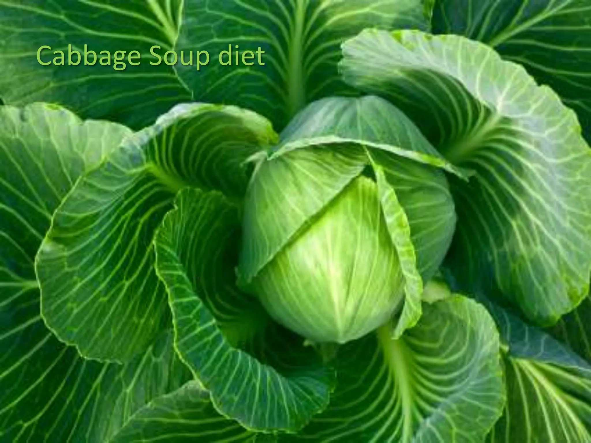 Cabbage Soup diet
 