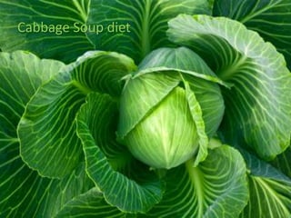 Cabbage Soup diet
 