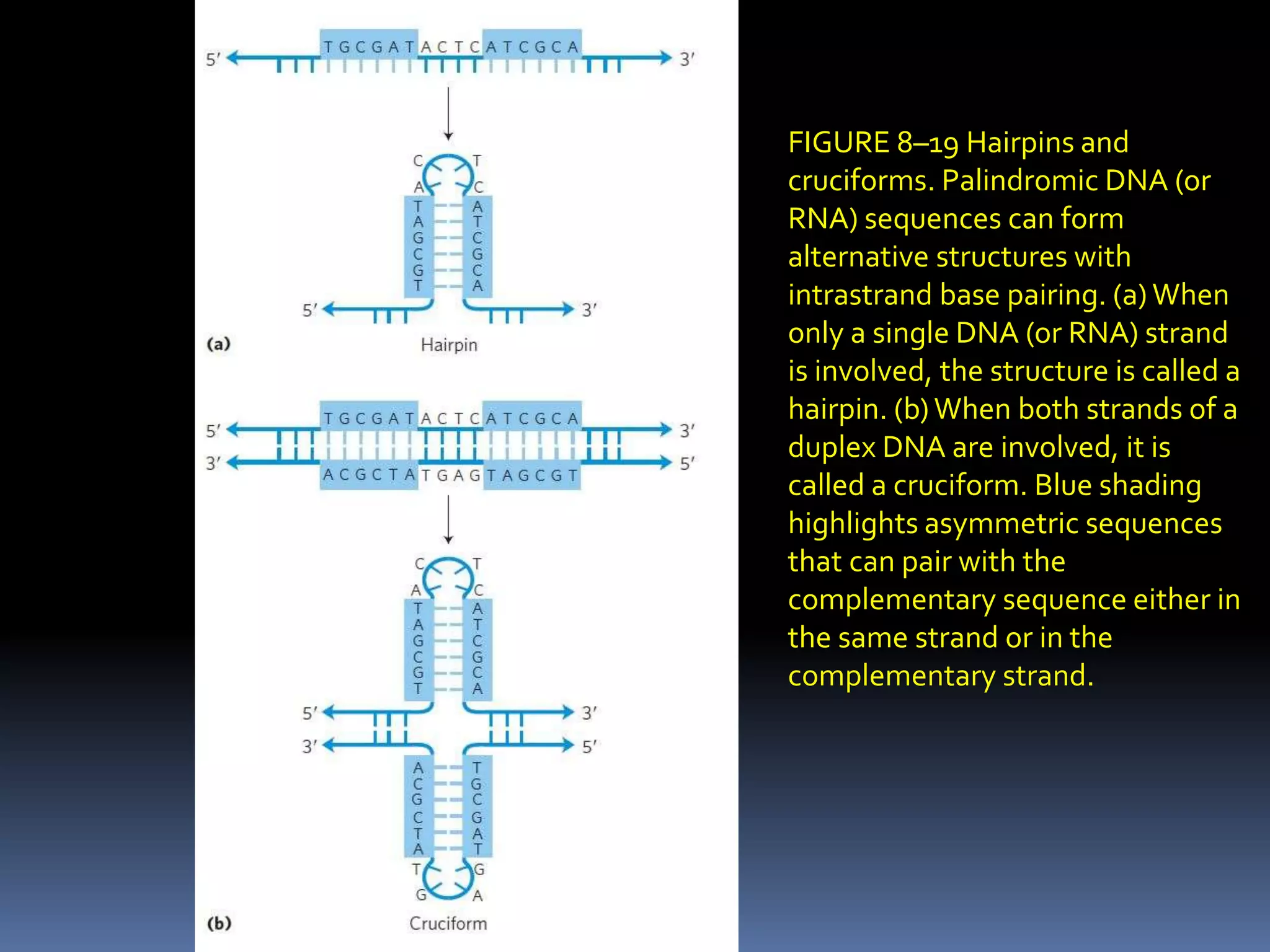 Types of DNA | PPT