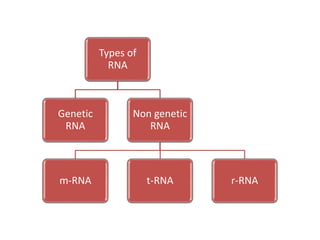 Stability of Messenger RNA
• The cell does not contain large quantities of mRNA.
This is because mRNA, unlike other RNAs ...
