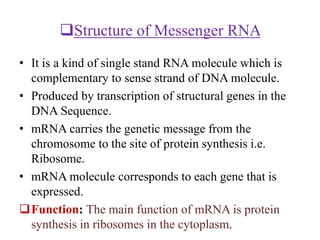Function: The main function of tRNA is to carry
various types of amino acids and attach them to
mRNA template for protein...