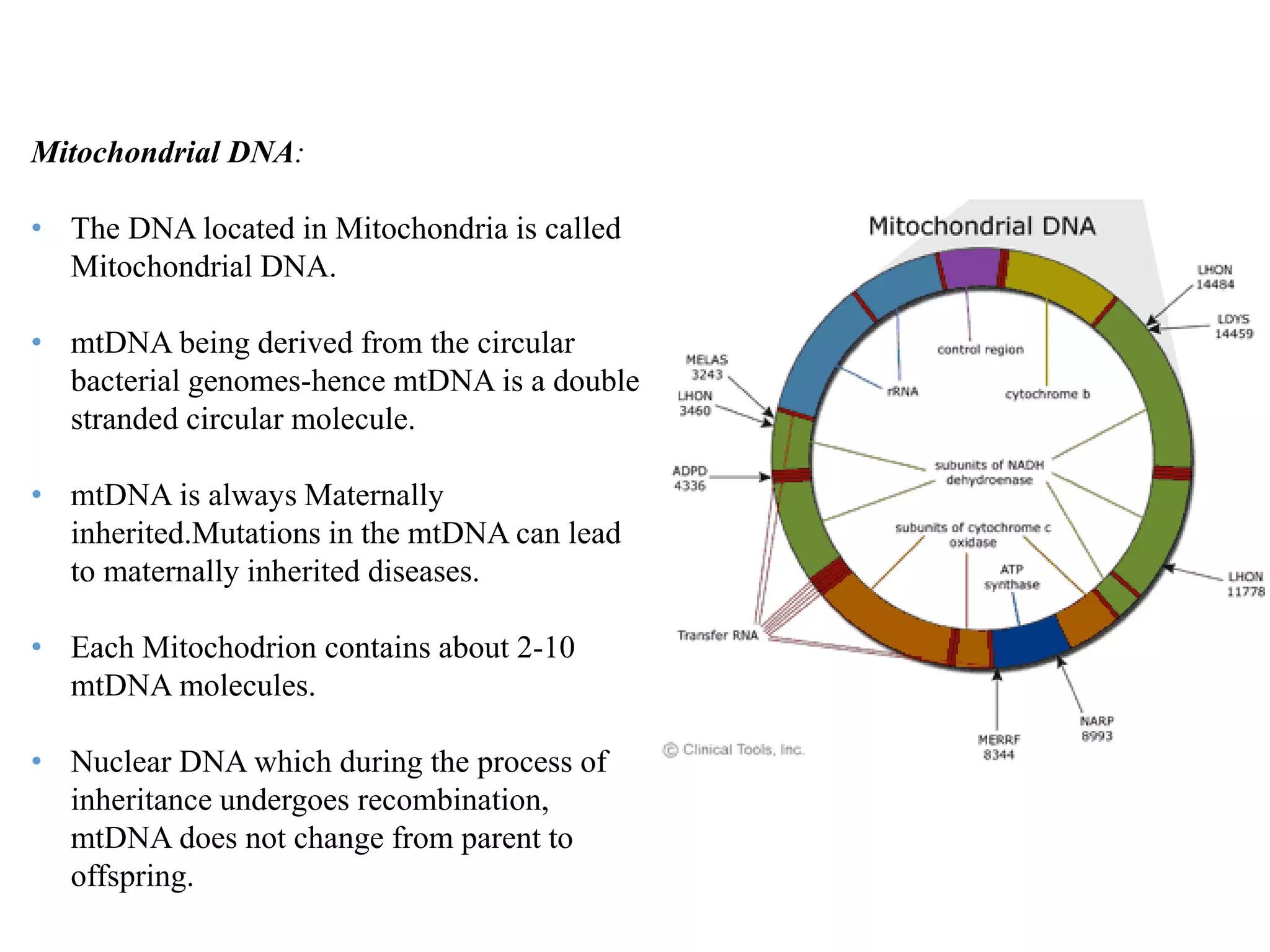 Mitochondrial DNA:
• The DNA located in Mitochondria is called
Mitochondrial DNA.
• mtDNA being derived from the circular
bacterial genomes-hence mtDNA is a double
stranded circular molecule.
• mtDNA is always Maternally
inherited.Mutations in the mtDNA can lead
to maternally inherited diseases.
• Each Mitochodrion contains about 2-10
mtDNA molecules.
• Nuclear DNA which during the process of
inheritance undergoes recombination,
mtDNA does not change from parent to
offspring.
 