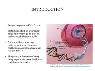 INTRODUCTION
• Complex organisms- Cell- Protein.
Proteins specified for a particular
function is controlled by a set of
molecules called nucleic acids.
• Nucleic acids are very large
molecules made up of a sugar-
backbone, phosphate molecule and
nucleotide base.
• The genetic information of every
living organism is stored inside these
nucleic acid molecules
An illustration showing an example of the structure and organization of DNA in the nucleus of a
human cell. (Image couresty of the National Institute on Aging/National Institutes of Health.)
 