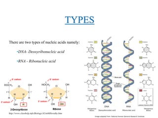 Types of DNA sequences
