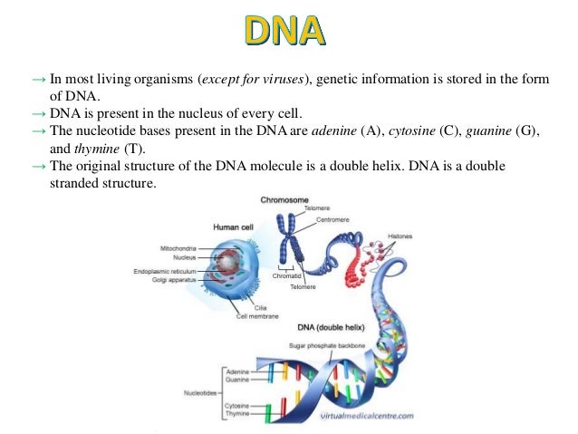 Types of DNA sequences