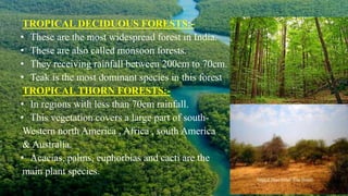 TROPICAL DECIDUOUS FORESTS:-
• These are the most widespread forest in India.
• These are also called monsoon forests.
• They receiving rainfall between 200cm to 70cm.
• Teak is the most dominant species in this forest.
TROPICAL THORN FORESTS:-
• In regions with less than 70cm rainfall.
• This vegetation covers a large part of south-
Western north America , Africa , south America
& Australia.
• Acacias, palms, euphorbias and cacti are the
main plant species.
 