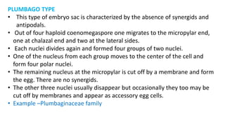 PLUMBAGO TYPE
• This type of embryo sac is characterized by the absence of synergids and
antipodals.
• Out of four haploid coenomegaspore one migrates to the micropylar end,
one at chalazal end and two at the lateral sides.
• Each nuclei divides again and formed four groups of two nuclei.
• One of the nucleus from each group moves to the center of the cell and
form four polar nuclei.
• The remaining nucleus at the micropylar is cut off by a membrane and form
the egg. There are no synergids.
• The other three nuclei usually disappear but occasionally they too may be
cut off by membranes and appear as accessory egg cells.
• Example –Plumbaginaceae family
 