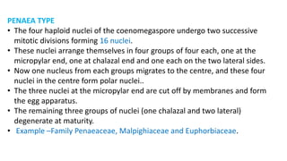 PENAEA TYPE
• The four haploid nuclei of the coenomegaspore undergo two successive
mitotic divisions forming 16 nuclei.
• These nuclei arrange themselves in four groups of four each, one at the
micropylar end, one at chalazal end and one each on the two lateral sides.
• Now one nucleus from each groups migrates to the centre, and these four
nuclei in the centre form polar nuclei..
• The three nuclei at the micropylar end are cut off by membranes and form
the egg apparatus.
• The remaining three groups of nuclei (one chalazal and two lateral)
degenerate at maturity.
• Example –Family Penaeaceae, Malpighiaceae and Euphorbiaceae.
 