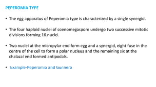 PEPEROMIA TYPE
• The egg apparatus of Peperomia type is characterized by a single synergid.
• The four haploid nuclei of coenomegaspore undergo two successive mitotic
divisions forming 16 nuclei.
• Two nuclei at the micropylar end form egg and a synergid, eight fuse in the
centre of the cell to form a polar nucleus and the remaining six at the
chalazal end formed antipodals.
• Example-Peperomia and Gunnera
 