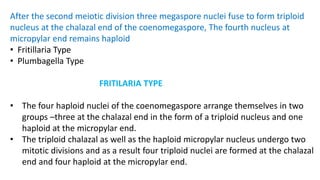 After the second meiotic division three megaspore nuclei fuse to form triploid
nucleus at the chalazal end of the coenomegaspore, The fourth nucleus at
micropylar end remains haploid
• Fritillaria Type
• Plumbagella Type
FRITILARIA TYPE
• The four haploid nuclei of the coenomegaspore arrange themselves in two
groups –three at the chalazal end in the form of a triploid nucleus and one
haploid at the micropylar end.
• The triploid chalazal as well as the haploid micropylar nucleus undergo two
mitotic divisions and as a result four triploid nuclei are formed at the chalazal
end and four haploid at the micropylar end.
 