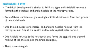 PLUMBAGELLA TYPE
• The initial development is similar to Fritillaria type and a triploid nucleus is
formed at the chalazal end and a haploid at the micropylar end.
• Each of these nuclei undergoes a single mitotic division and form two groups
of two nuclei each.
• One triploid nuclei from chalazal end and one haploid nucleus from the
micropylar end fuse at the centre and form tetraploid polar nucleus.
• One haploid nucleus at the micropylar end forms the egg and one triploid
nucleus at the chalazal end the single antipodal.
• There is no synergids.
 