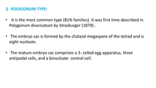 i) POLYGONUM TYPE:
• It is the most common type (81% families). It was first time described in
Polygonum divaricatum by Strasburger (1879) .
• The embryo sac is formed by the chalazal megaspore of the tetrad and is
eight nucleate.
• The mature embryo sac comprises a 3- celled egg apparatus, three
antipodal cells, and a binucleate central cell.
 