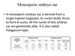 Monosporic embryo sac
• A monosporic embryo sac is derived from a
single haploid megaspor. Its nuclei divids thrice
to form 8 nuclei. All the nuclei of this embryo
sac are genetically alike. It is also called
Polygonum type.
 
