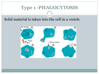 Type 1 -PHAGOCYTOSIS
Solid material is taken into the cell in a vesicle
 