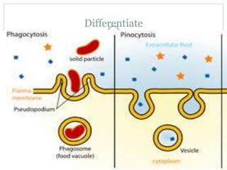 Types of endocytosis | PPTX
