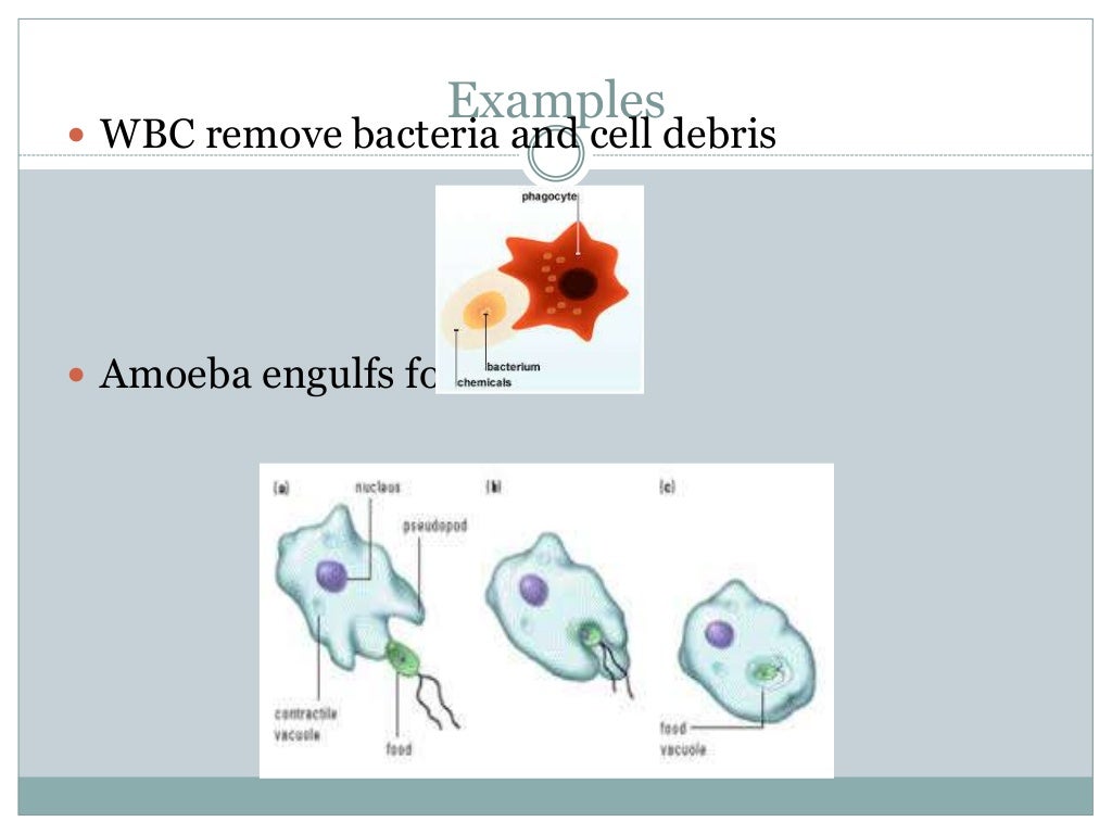 Types of endocytosis