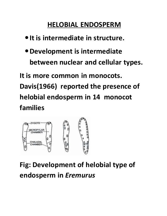 Types of endosperm