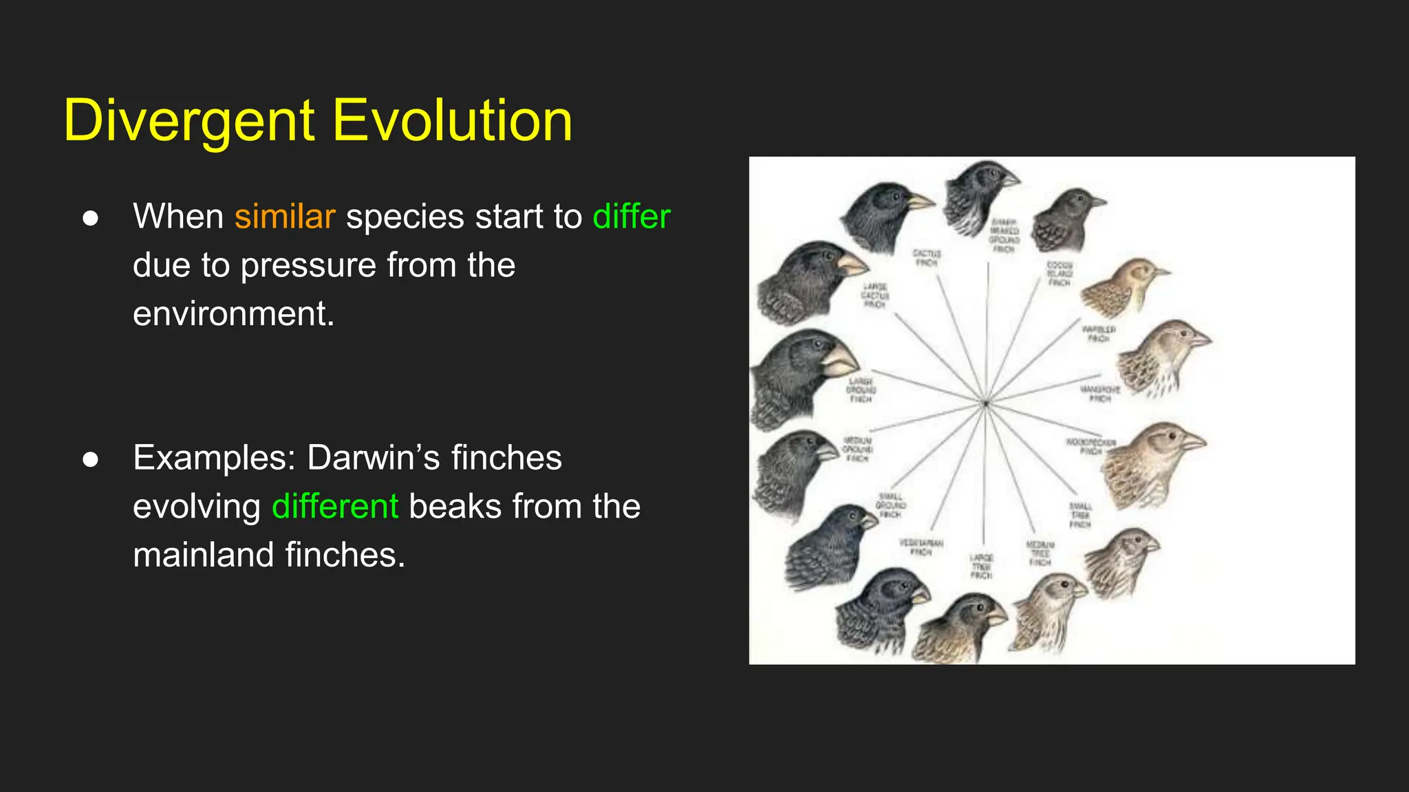 Types of Evolution Powerpoint for High School Biology | PPTX