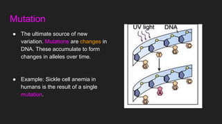 Types of Evolution Powerpoint for High School Biology | PPTX