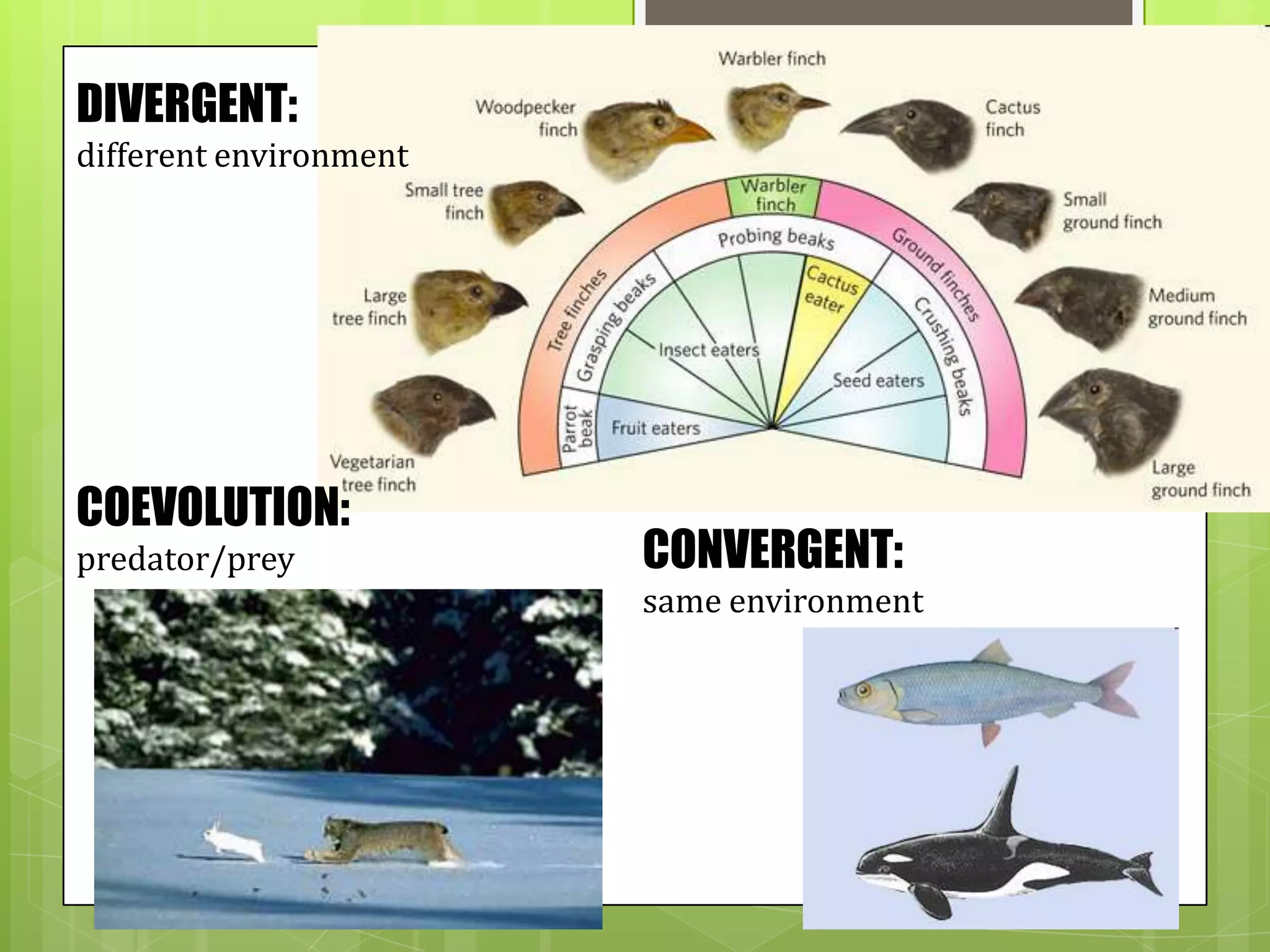 DIVERGENT:
different environment




COEVOLUTION:
predator/prey           CONVERGENT:
                        same environment
 