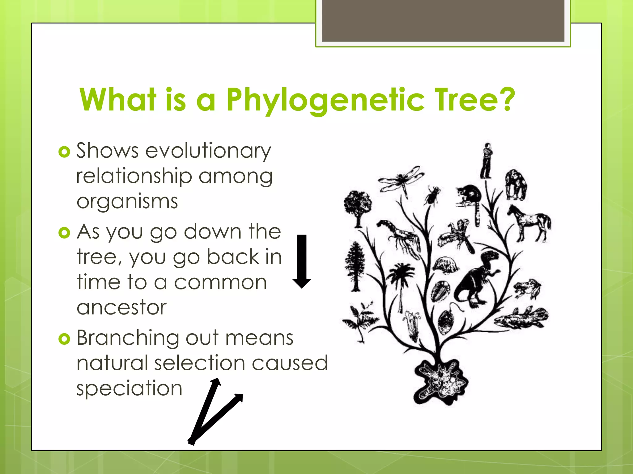 What is a Phylogenetic Tree?
 Shows  evolutionary
  relationship among
  organisms
 As you go down the
  tree, you go back in
  time to a common
  ancestor
 Branching out means
  natural selection caused
  speciation
 