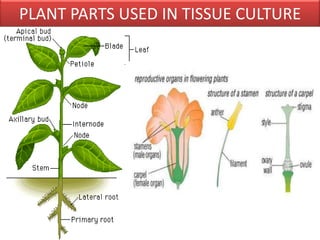 Types of explant and culture | PPTX